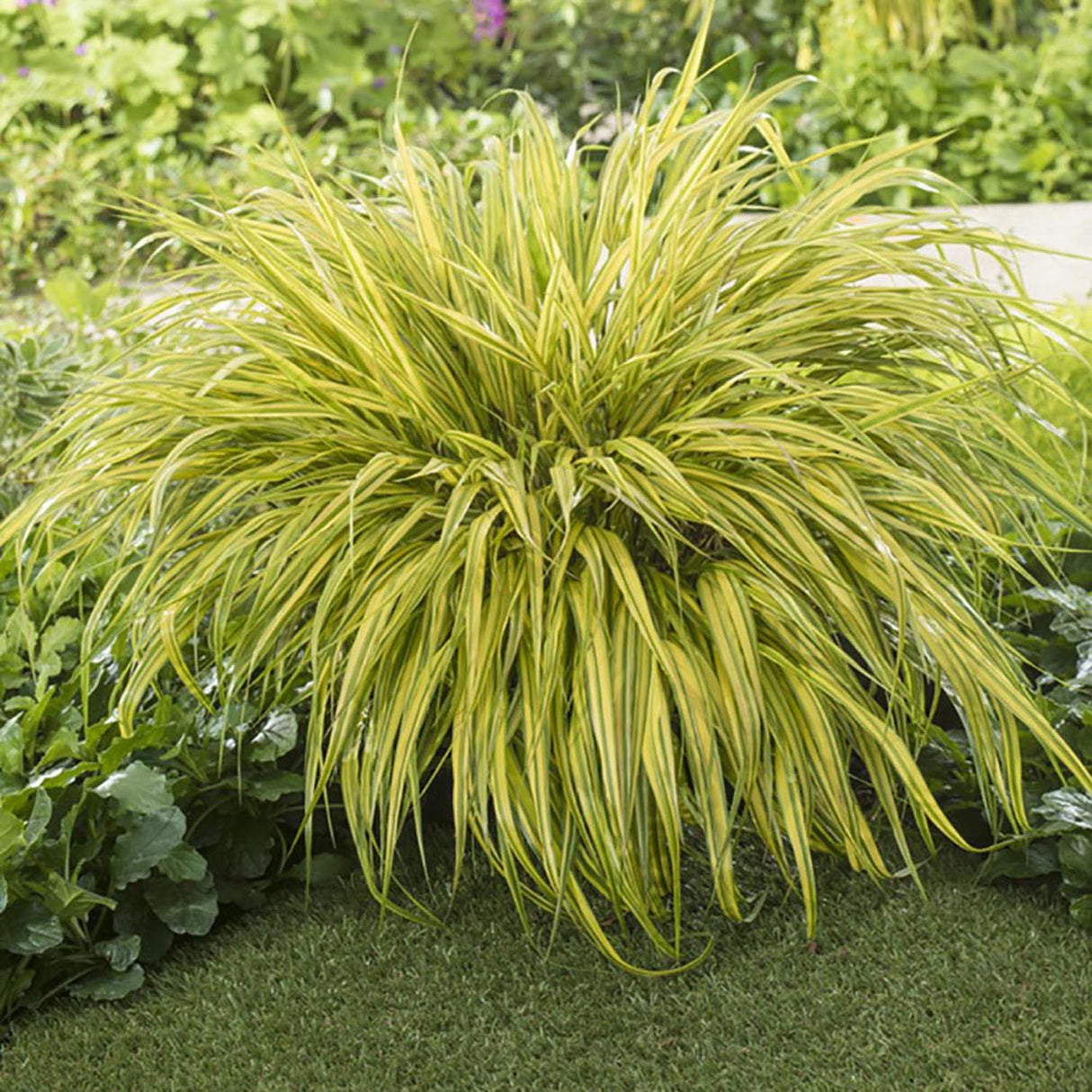 Iarba ornamentala japoneza Hakonechloa Macra Aureola
