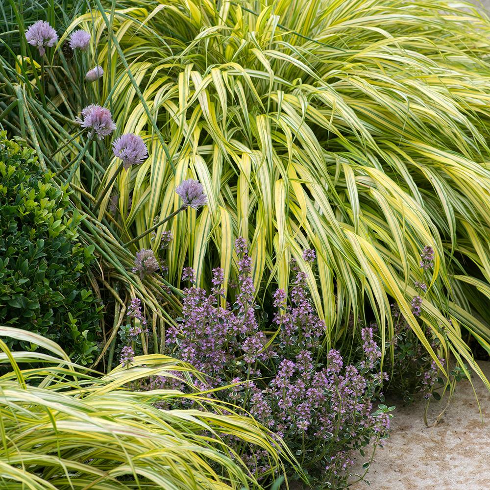 Японска декоративна трева Hakonechloa Macra Aureola