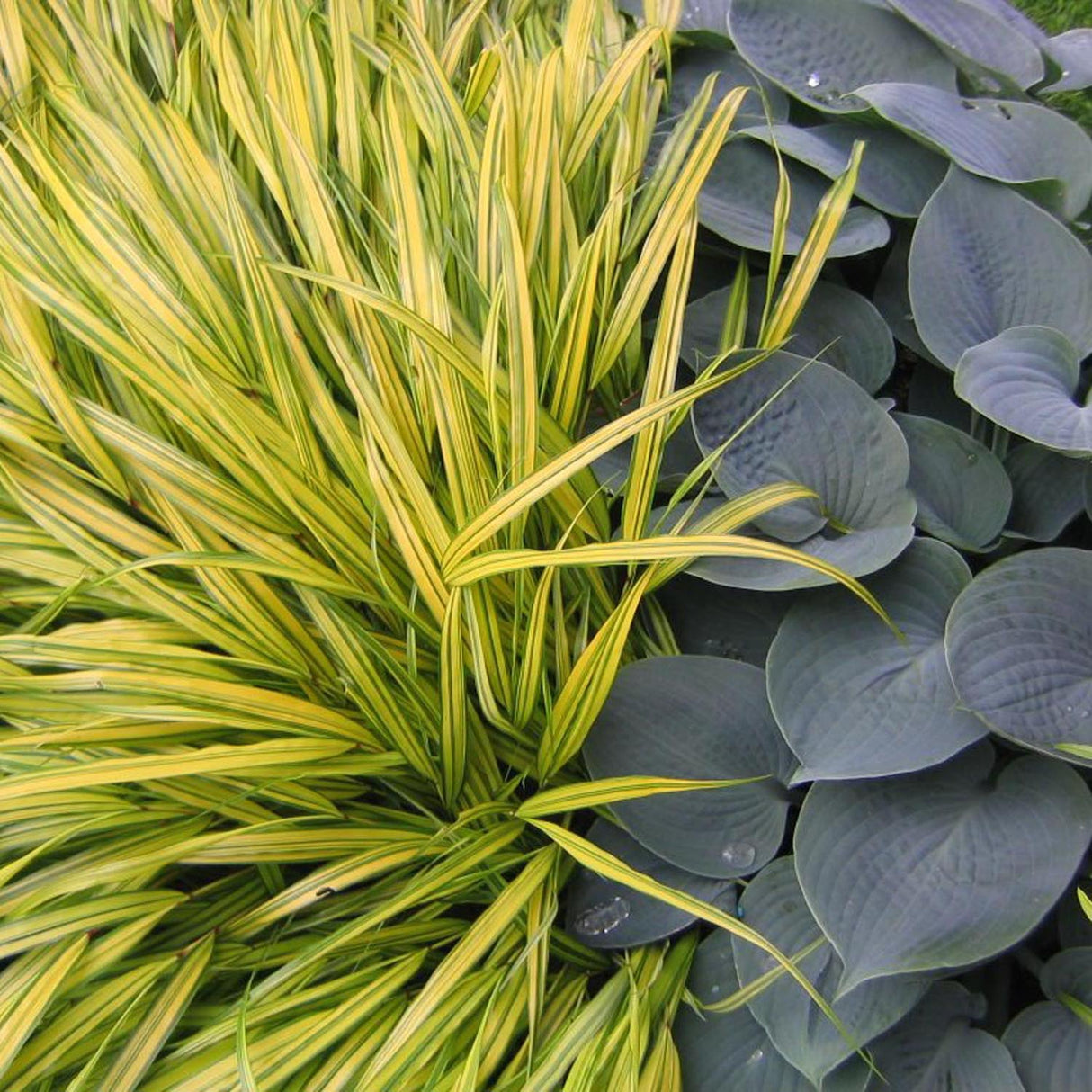 Iarba ornamentala japoneza Hakonechloa Macra Aureola