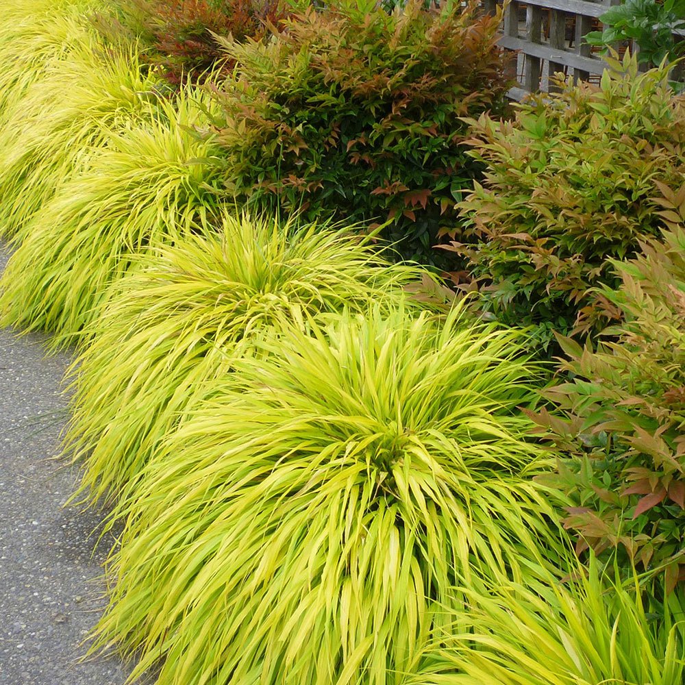 Японска декоративна трева Hakonechloa Macra Aureola