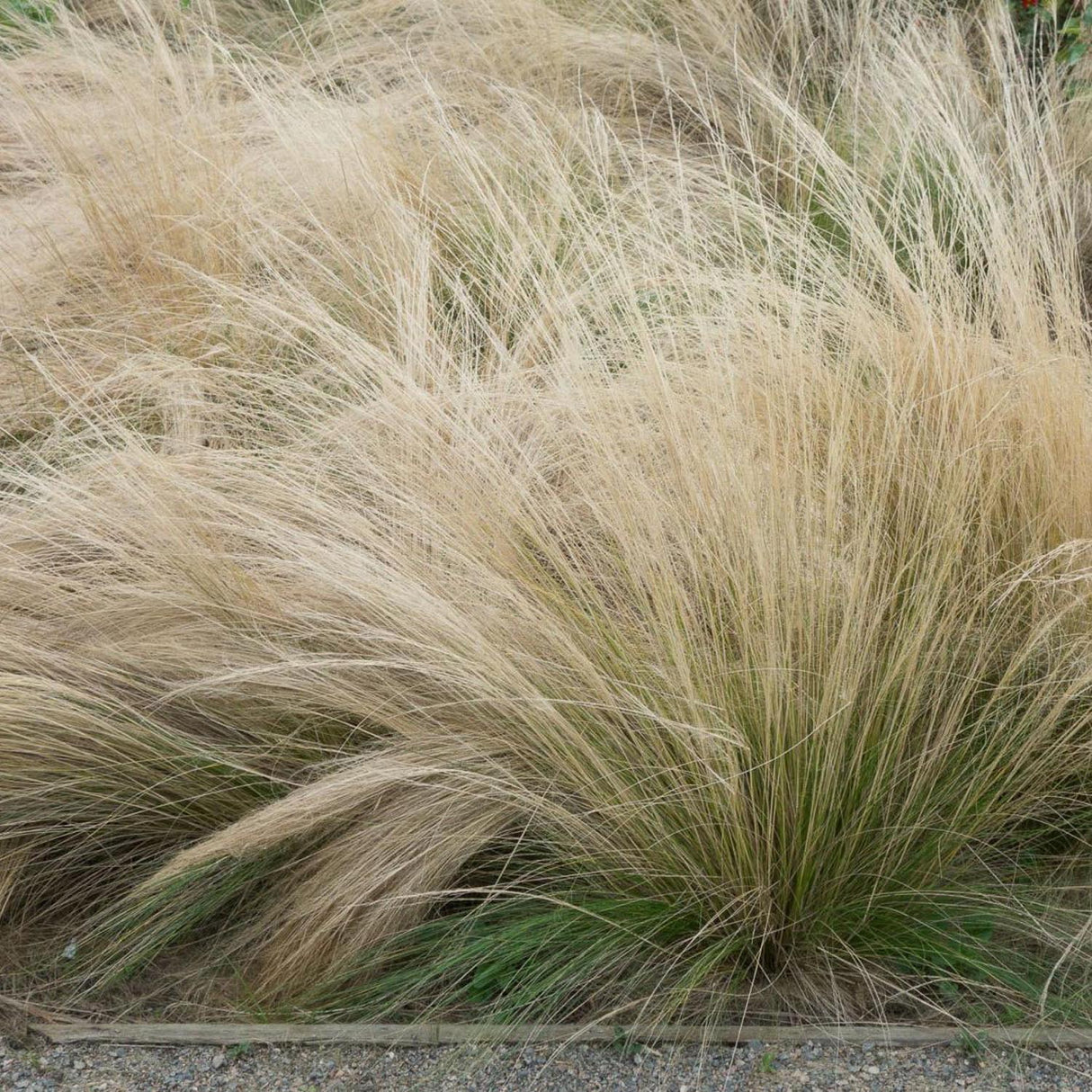 Iarba ornamentala coada de Ponei (Stipa Tenuissima Pony Tails)
