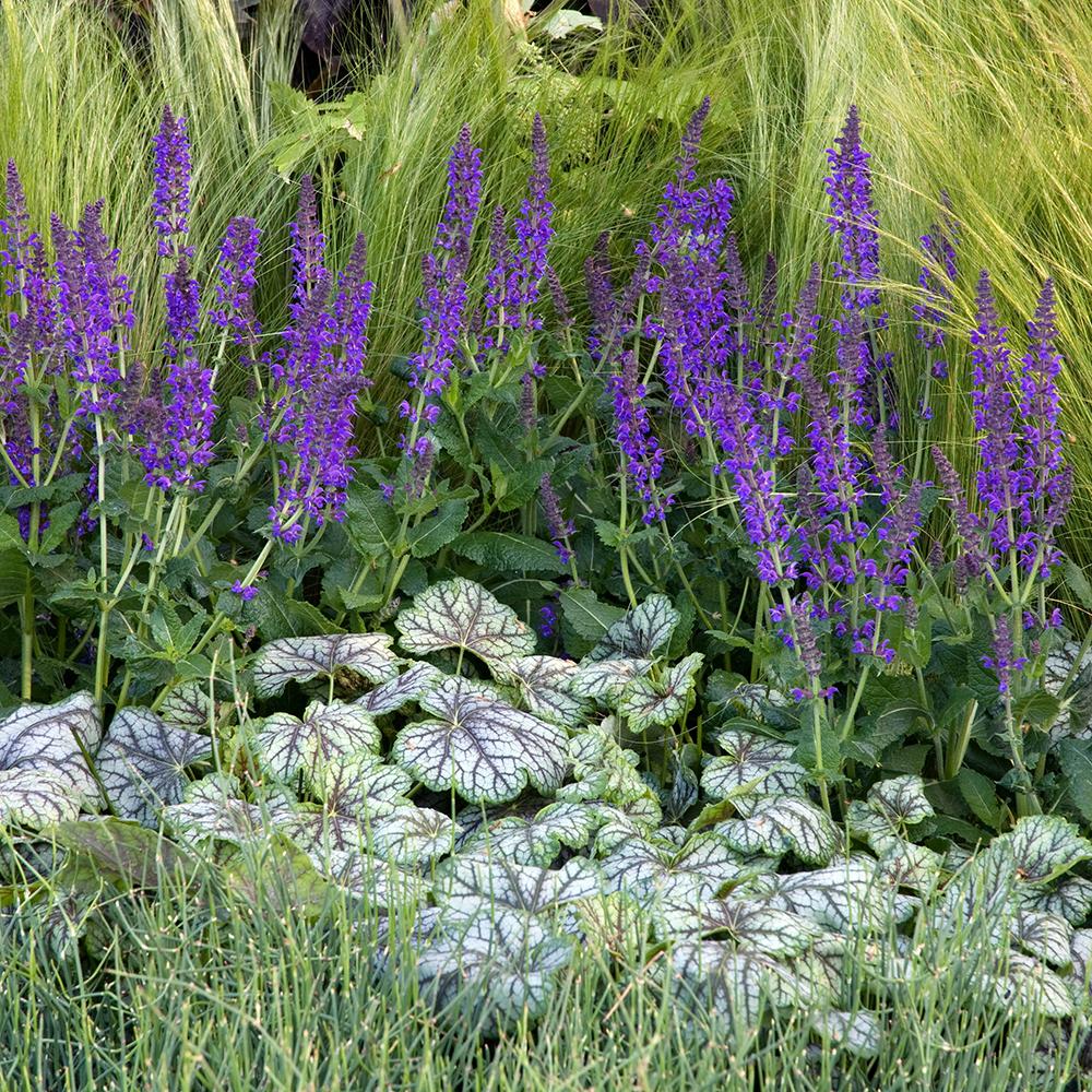 Iarba ornamentala coada de Ponei (Stipa Tenuissima Pony Tails)