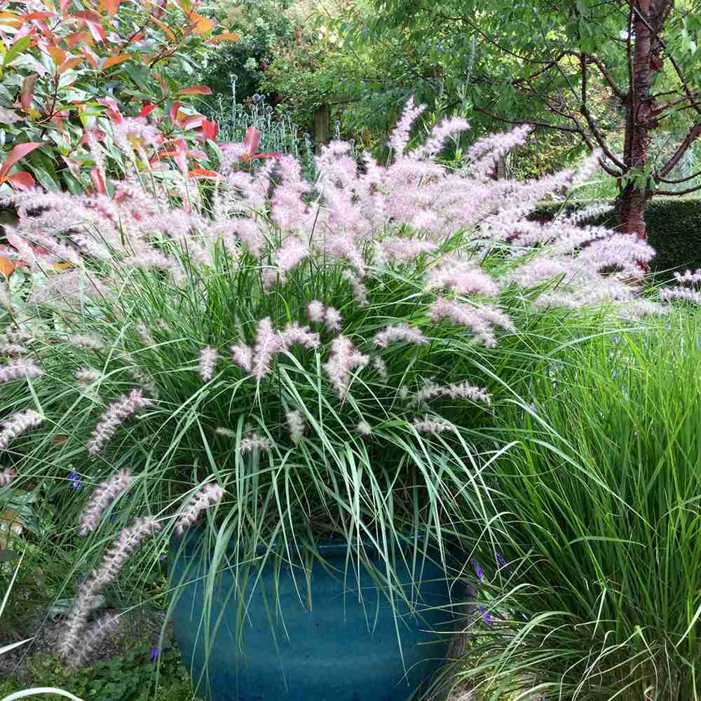 Iarba Ornamentala Pennisetum Fairy Tails