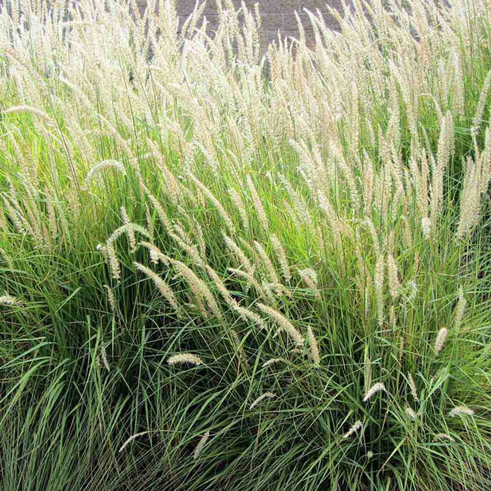 Iarba Ornamentala Pennisetum Fairy Tails