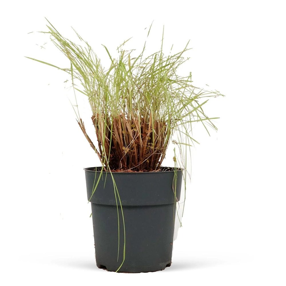 Iarba Ornamentala Pennisetum Fairy Tails