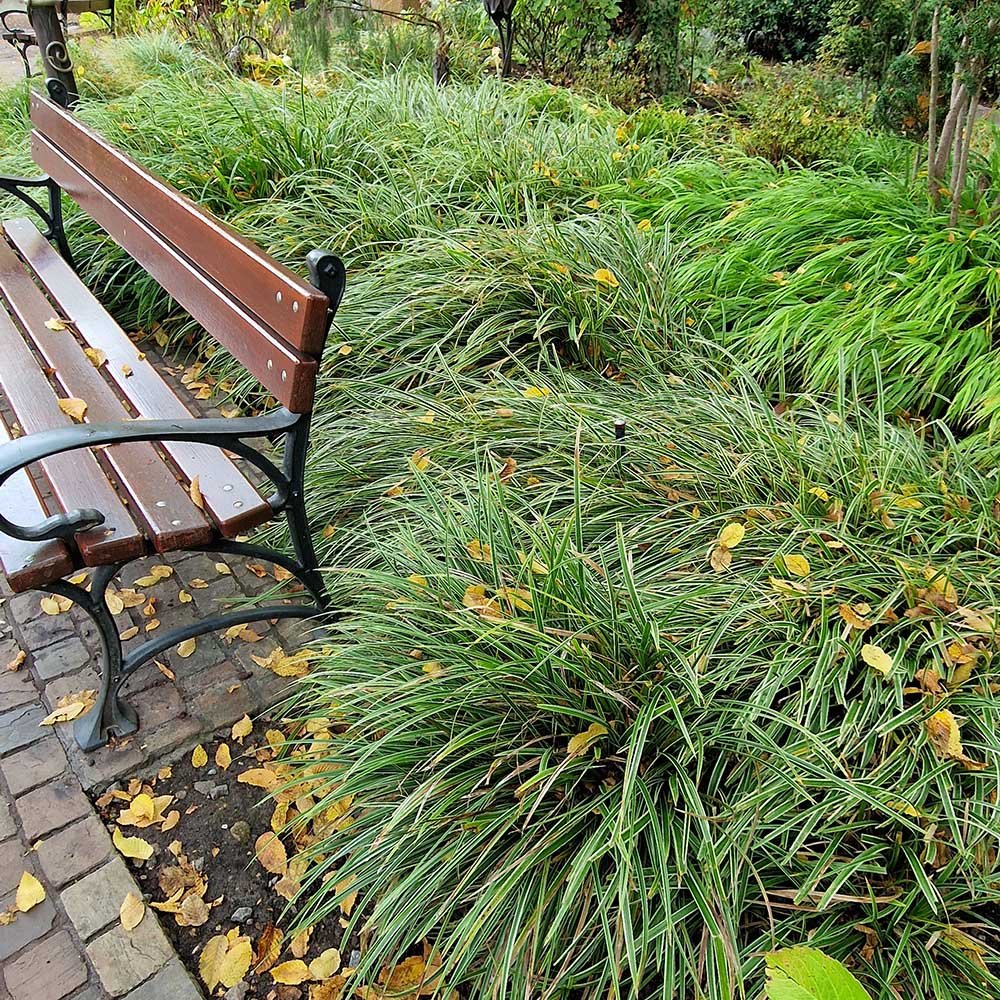 Iarba Ornamentala Carex Rogoz Evercream, verde-alb