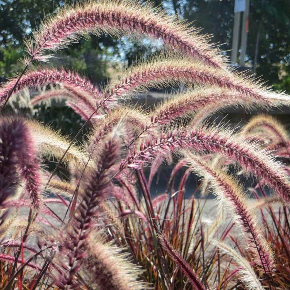 Iarba Ornamentala rosu Pennisetum Rubrum
