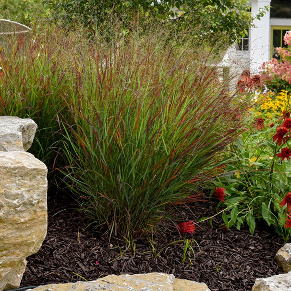 Японска червена трева Imperata Cylindrica Red Baron, декоративна, с бордо-червени листа, многогодишна, за тенджера или градина
