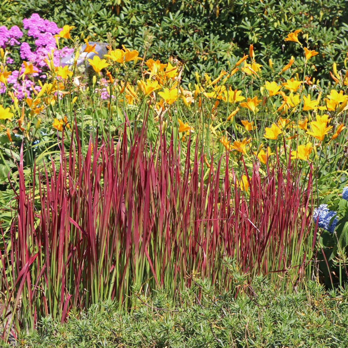 Iarba Rosie Imperata Cylindrica Red Baron