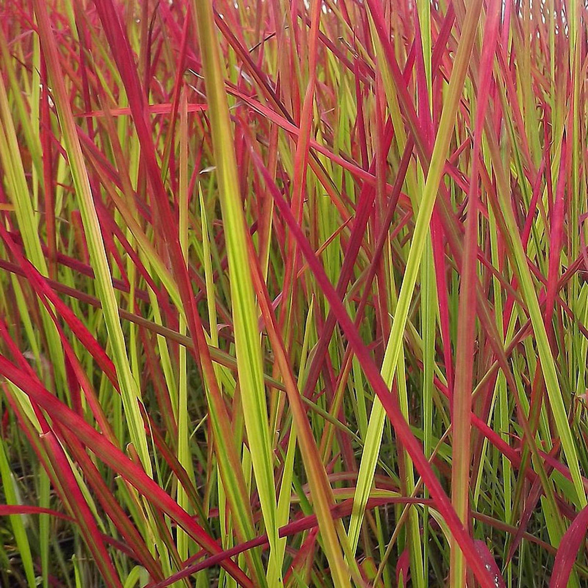 Iarba Rosie Imperata Cylindrica Red Baron