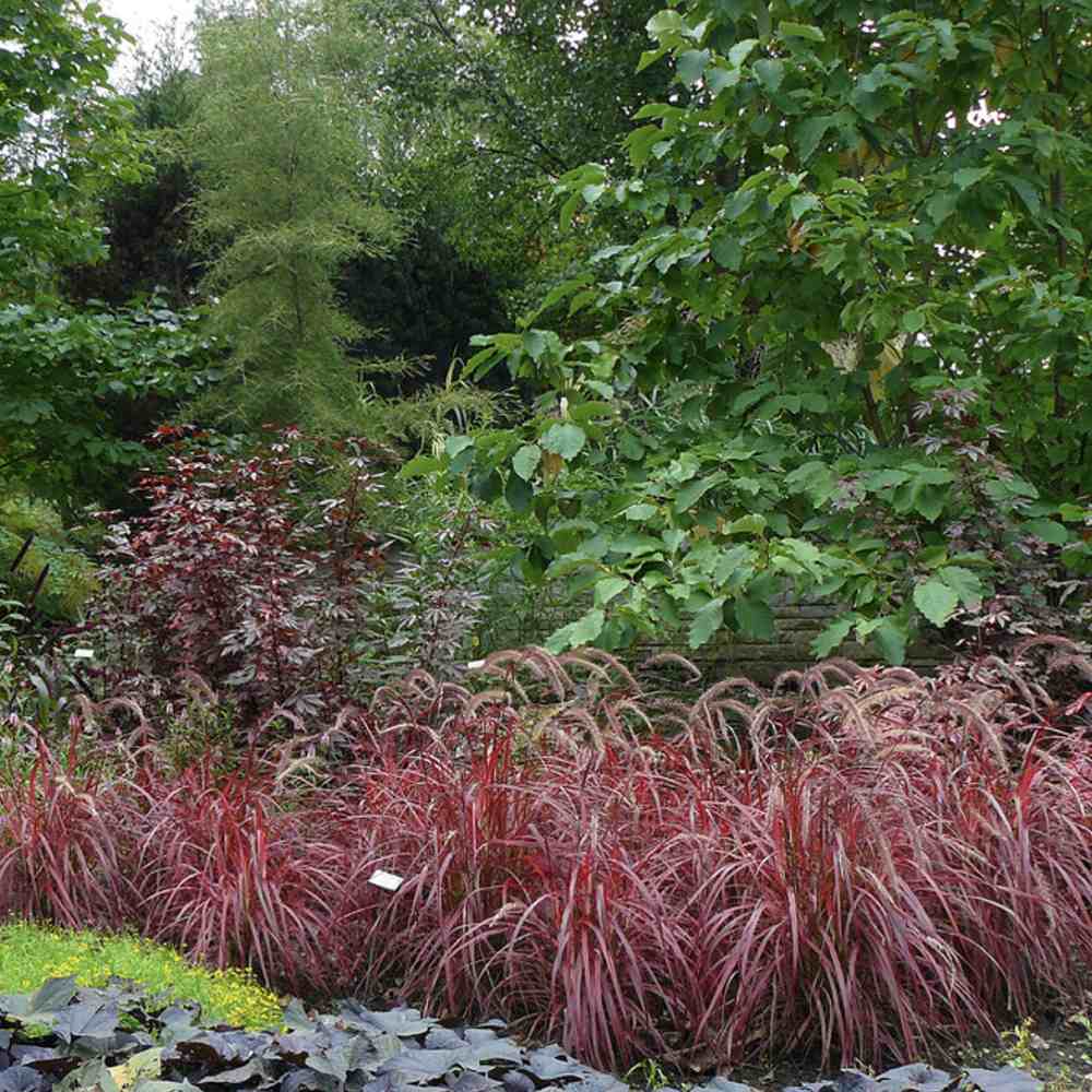 Iarba rosu Chinezeasca Pennisetum Fireworks