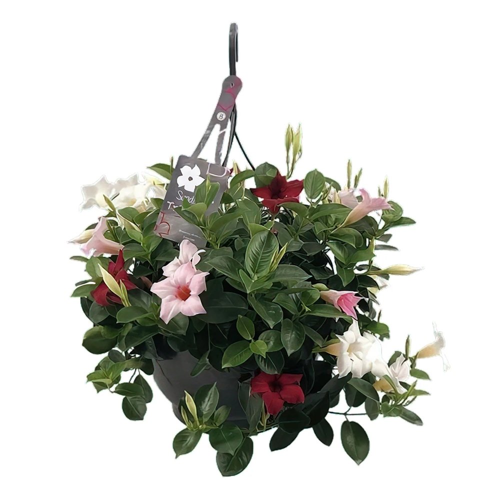 Iasomie Chilean Mandevilla Tricolor (Dipladenia)