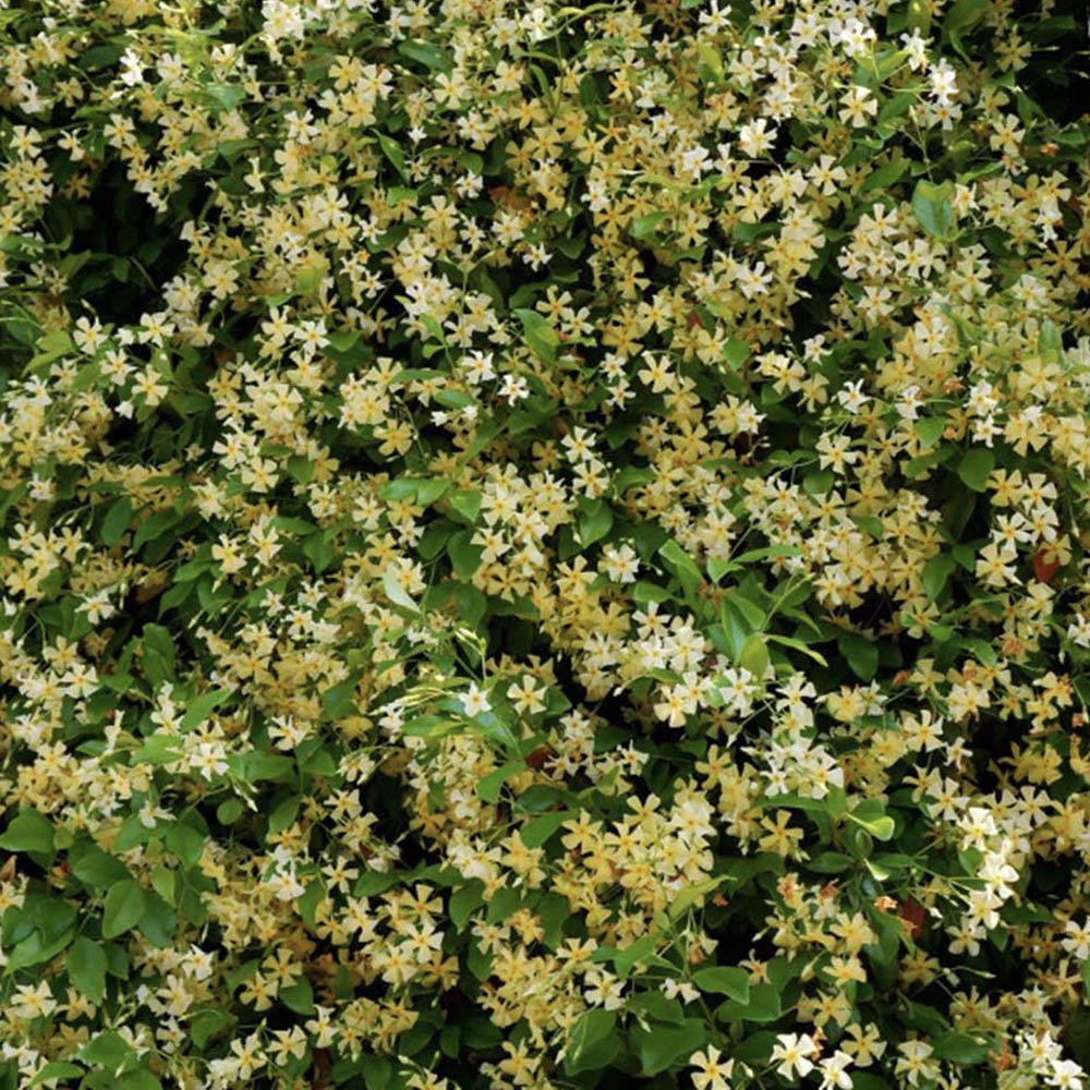 Iasomie galbena Yellow Wings (Trachelospermum Jasminoides)