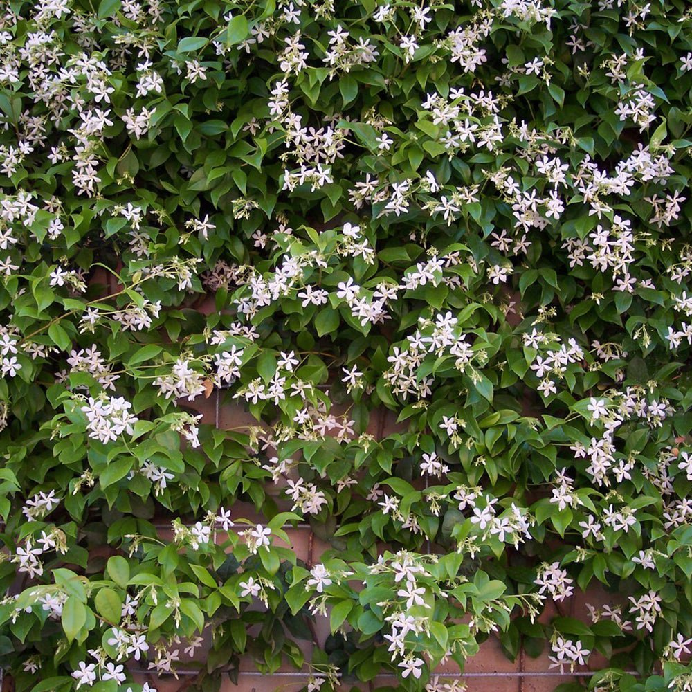 Жасмин звезден Pink Showers, катерлива вечнозелена лиана с розови ароматни цветове, летен цъфтеж, бърз растеж