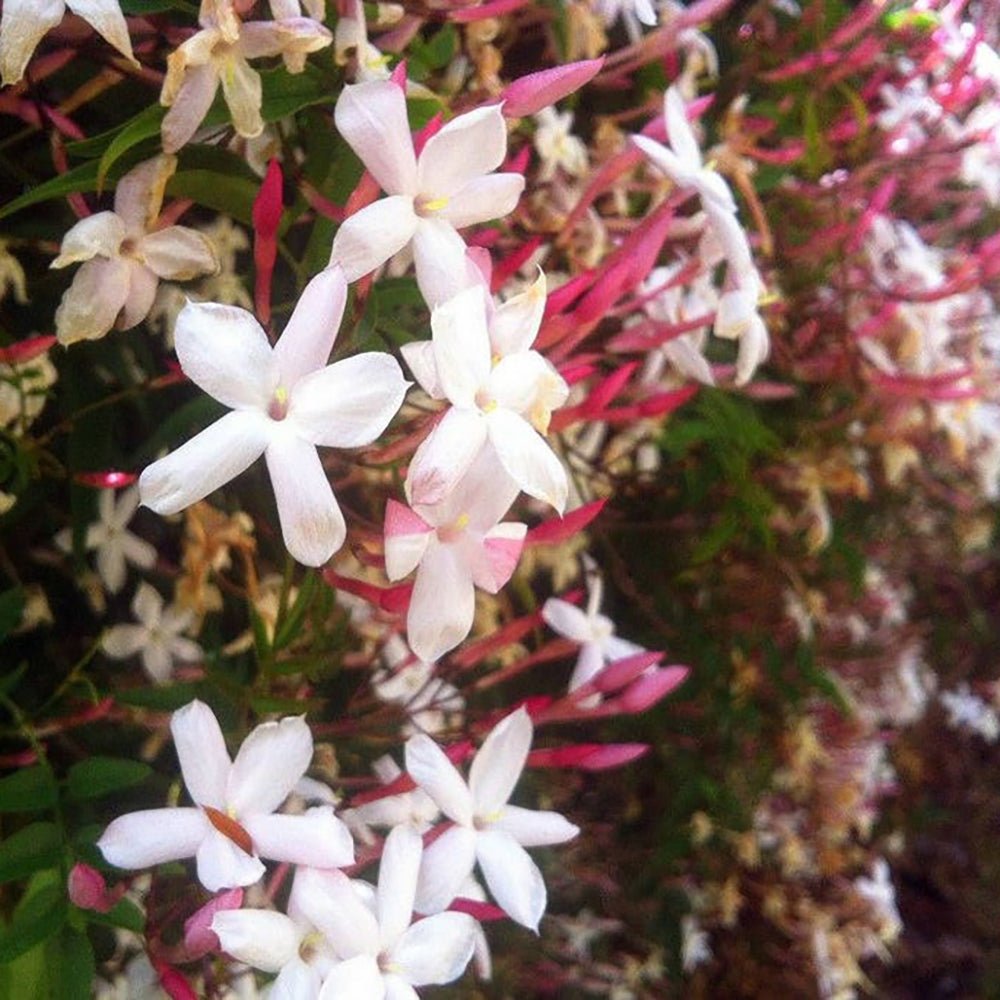 Жасмин звезден Pink Showers, катерлива вечнозелена лиана с розови ароматни цветове, летен цъфтеж, бърз растеж