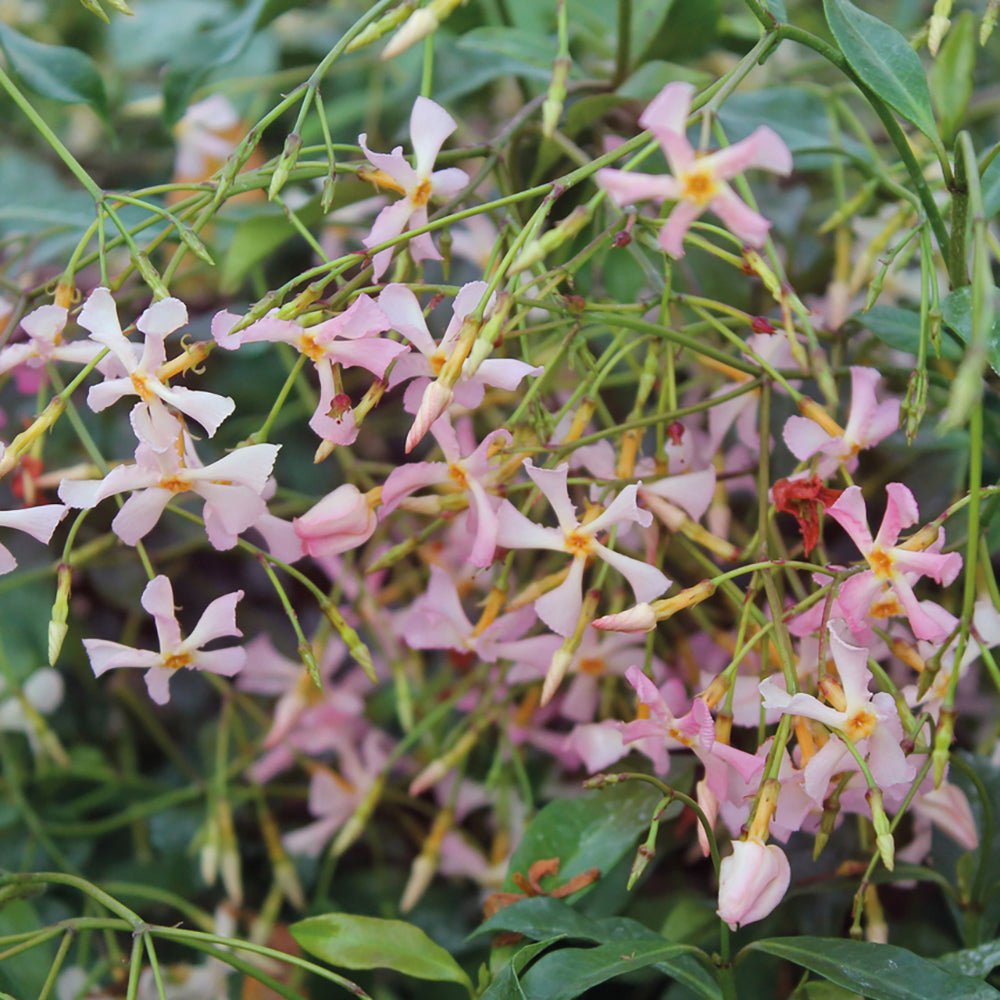Жасмин звезден Pink Showers, катерлива вечнозелена лиана с розови ароматни цветове, летен цъфтеж, бърз растеж