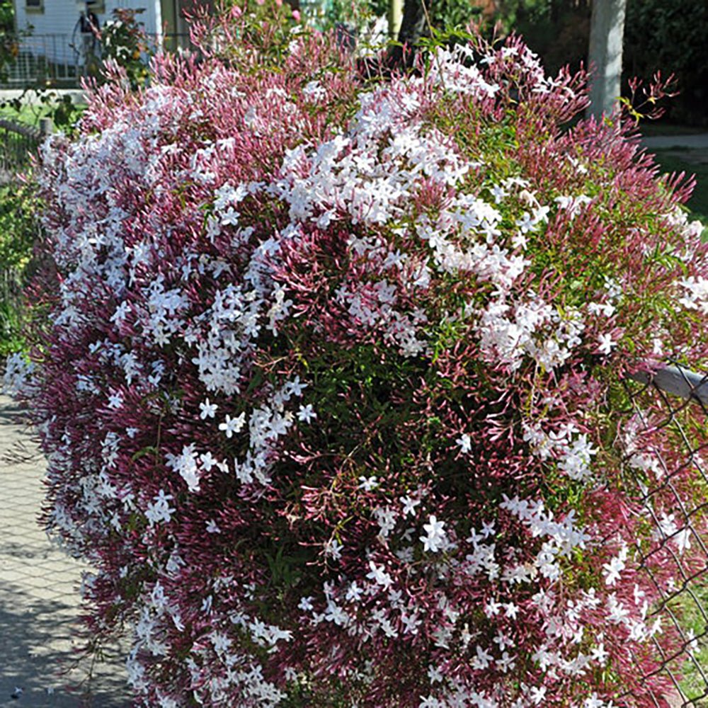 Жасмин звезден Pink Showers, катерлива вечнозелена лиана с розови ароматни цветове, летен цъфтеж, бърз растеж