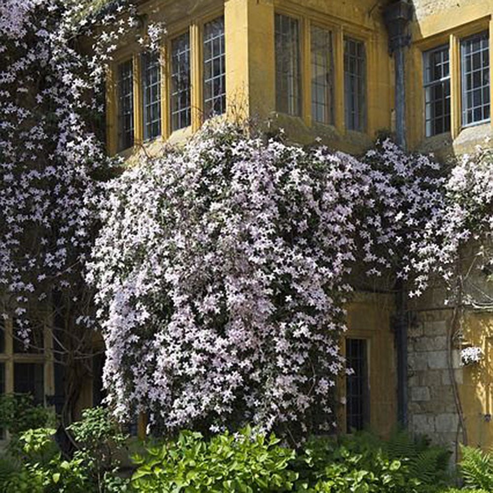 Iasomie Star Of Sicily, cu flori roz