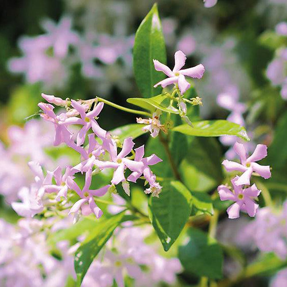 Iasomie Star Of Sicily, cu flori roz