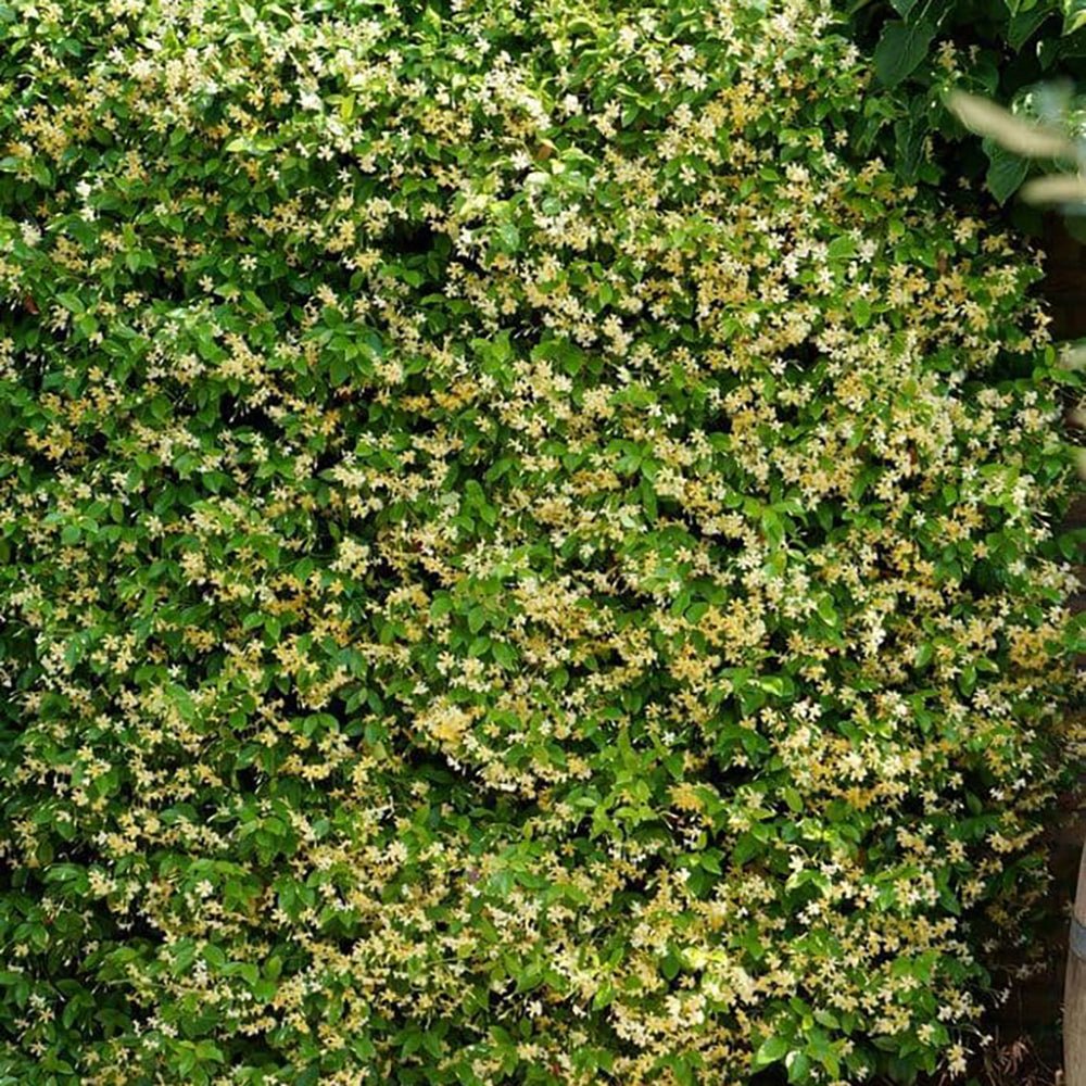 Iasomie Star Of Tuscany, cataratoare, cu flori galbene