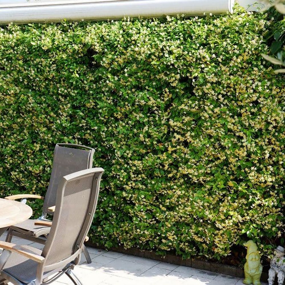 Iasomie Star Of Tuscany, cataratoare, cu flori galbene