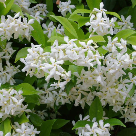 Класически жасмин, с ароматно бяло цвете (Trachelospermum Jasminoides)