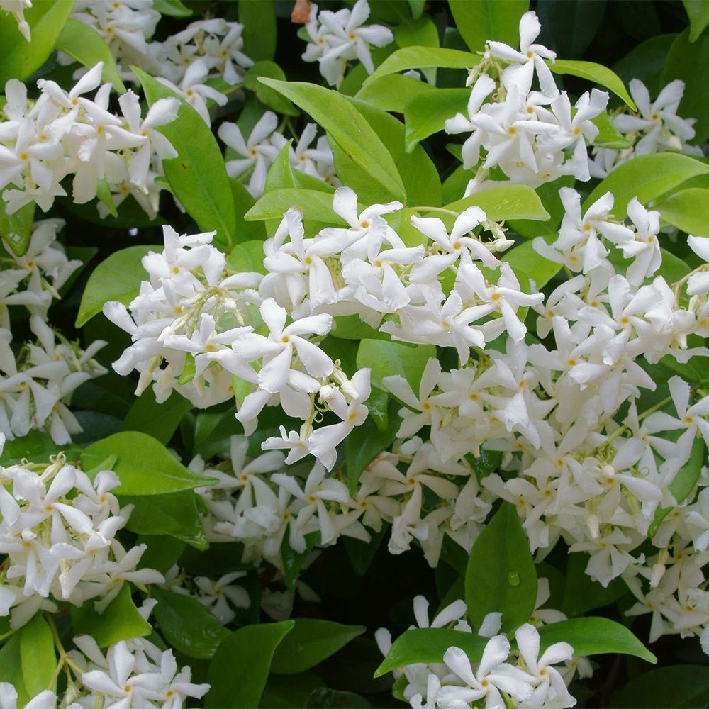 Iasomie clasica, cu floare alba parfumata (Trachelospermum Jasminoides)