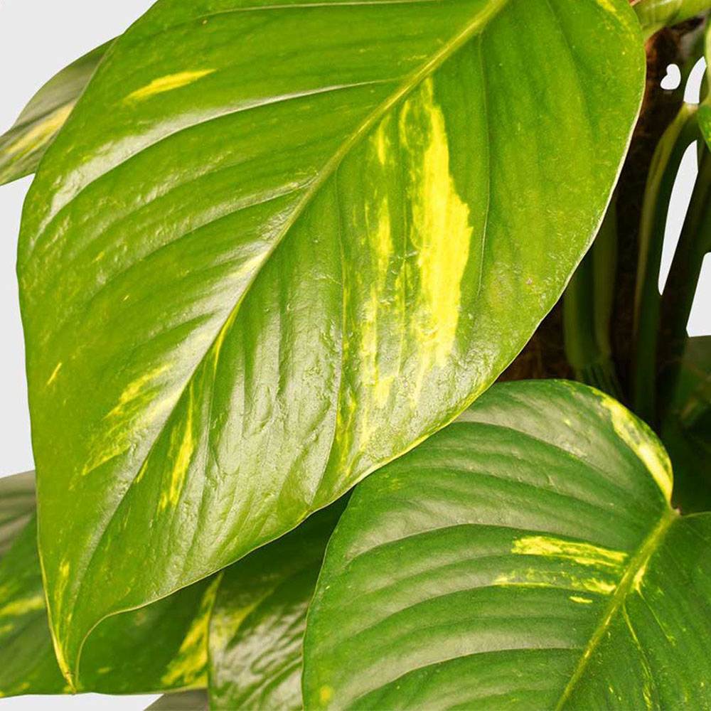 Iedera diavolului Curgatoare Epipremnum Aureum - 35 cm