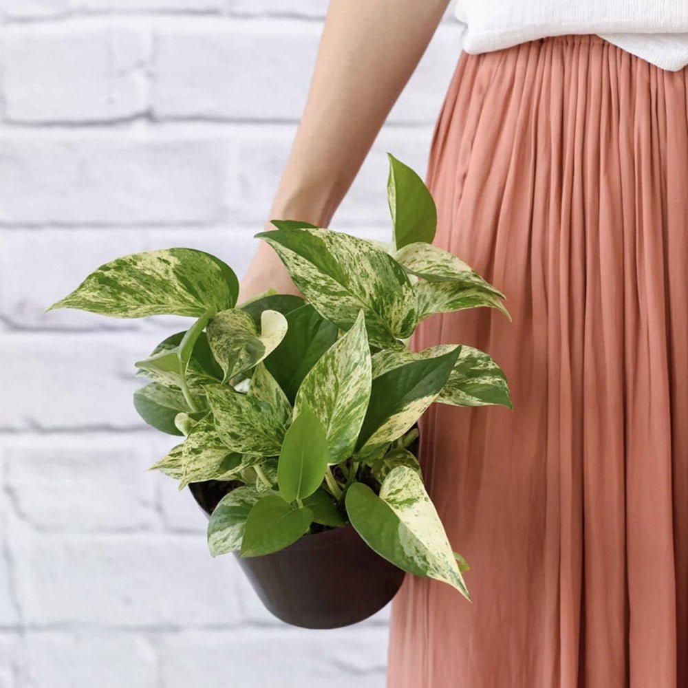 Iedera diavolului Curgatoare Epipremnum Aureum - 50 cm
