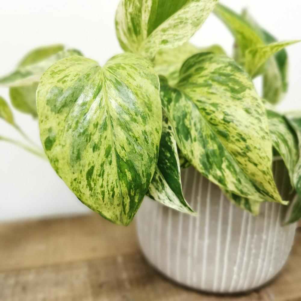 Iedera diavolului Curgatoare (Epipremnum) Marble Queen - 30 cm