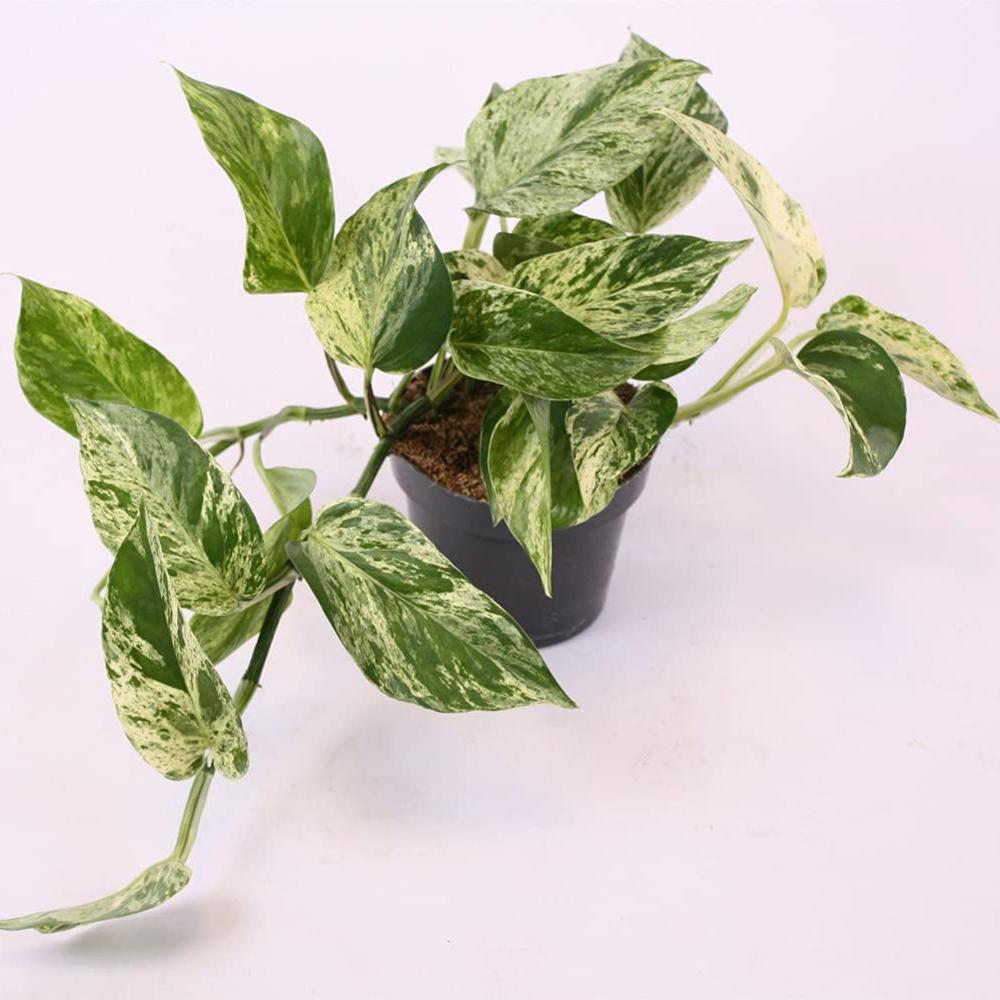 Iedera diavolului Curgatoare (Epipremnum) Marble Queen - 30 cm
