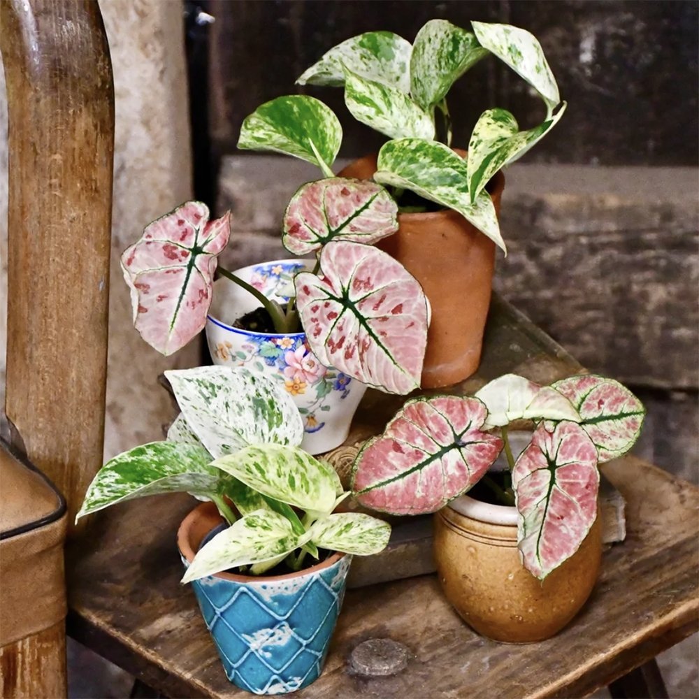 Iedera diavolului Curgatoare (Epipremnum) Marble Queen - 30 cm