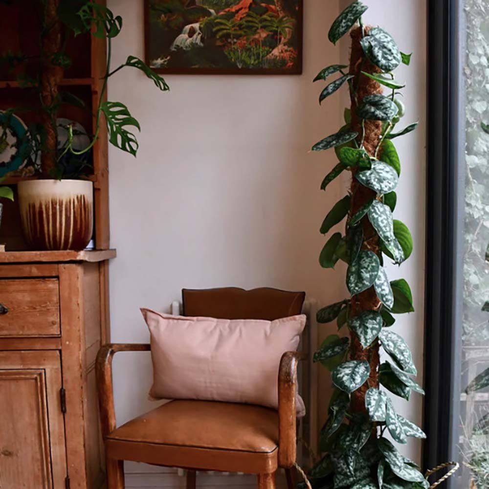 Дяволски бръшлян (Epipremnum) Silvery Ann, 60 см