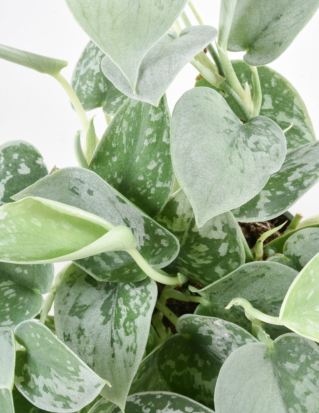 Дяволски бръшлян (Epipremnum) Silvery Ann, 60 см