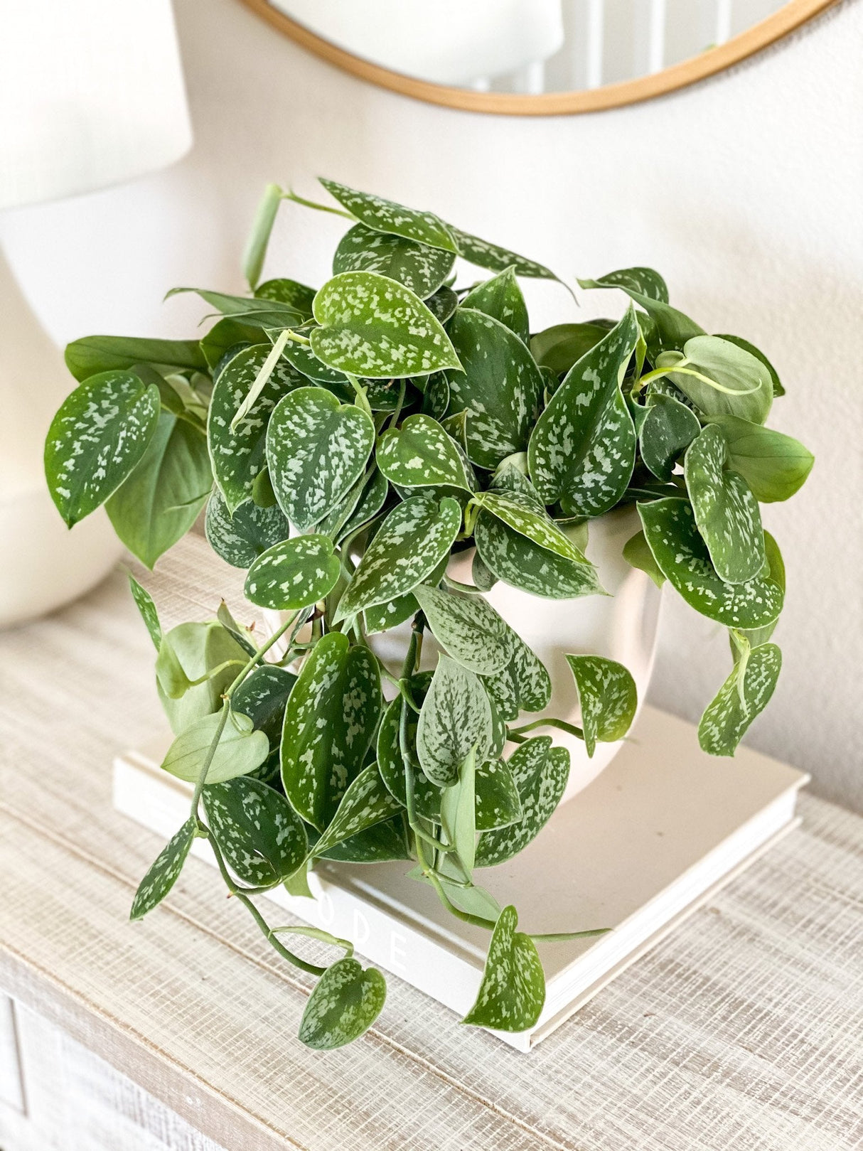 Дяволски бръшлян (Epipremnum) Silvery Ann, 60 см