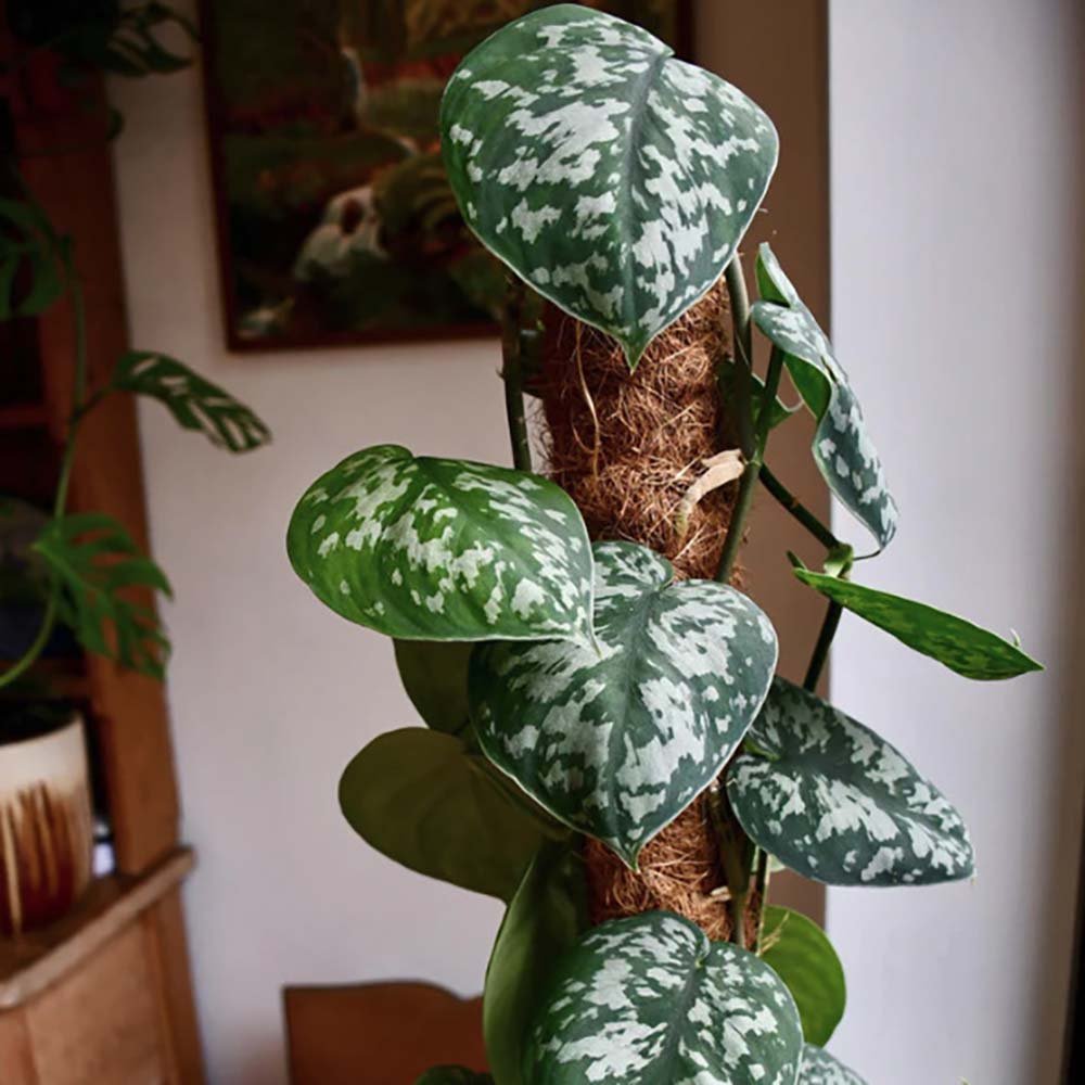 Дяволски бръшлян (Epipremnum) Silvery Ann, 60 см