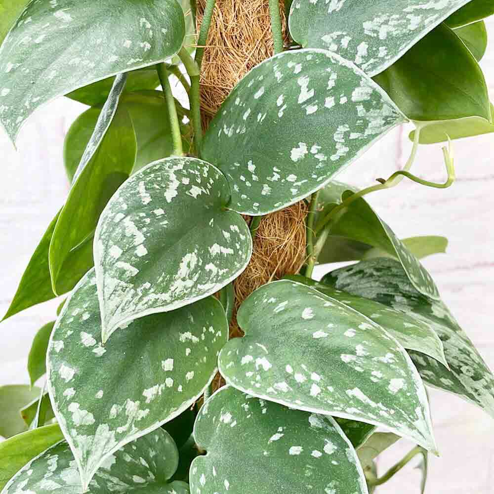 Iedera diavolului Curgatoare Epipremnum Silvery Ann (Cu Suport) - 120 cm