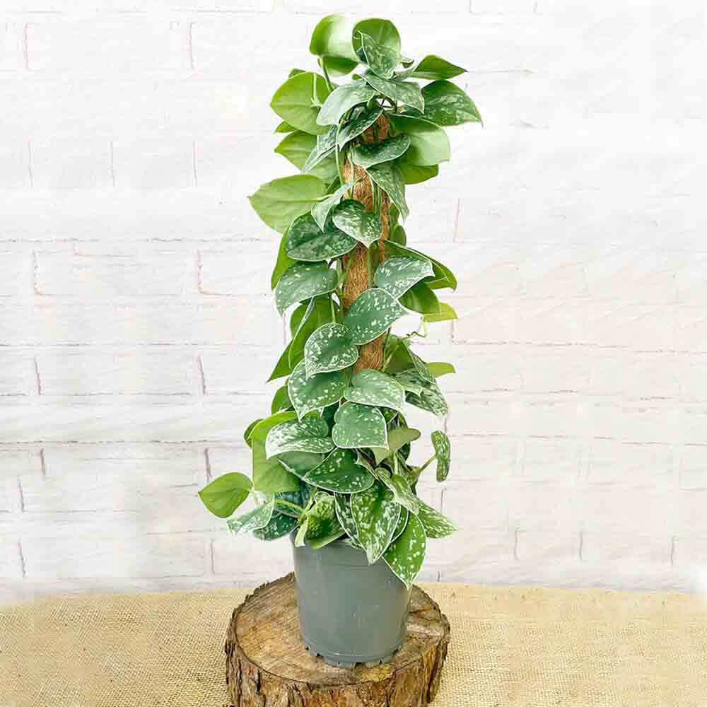 Iedera diavolului Curgatoare Epipremnum Silvery Ann (Cu Suport) - 120 cm
