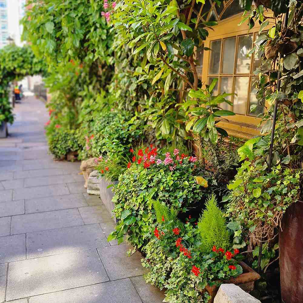 Iedera galben-verde Yellow Ripple, cataratoare, vesnic verde