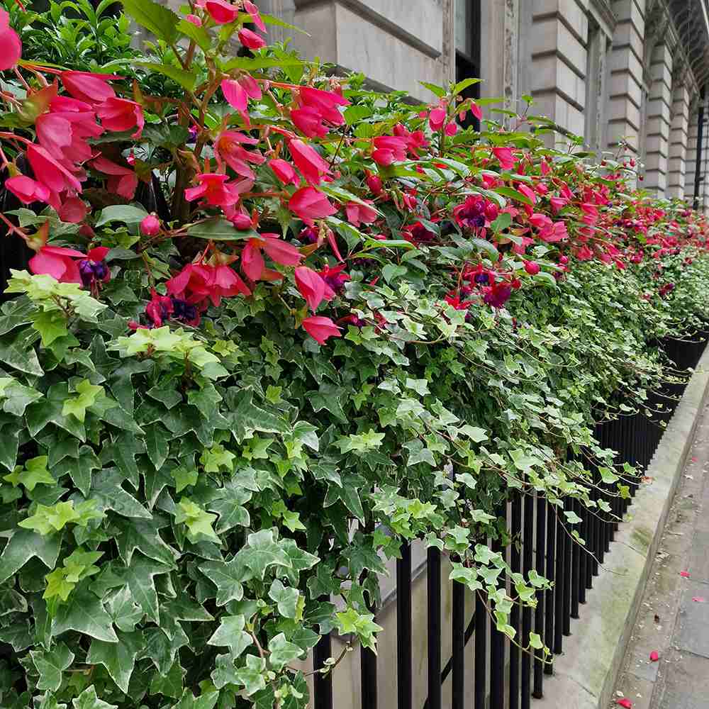 Iedera galben-verde Yellow Ripple, cataratoare, vesnic verde