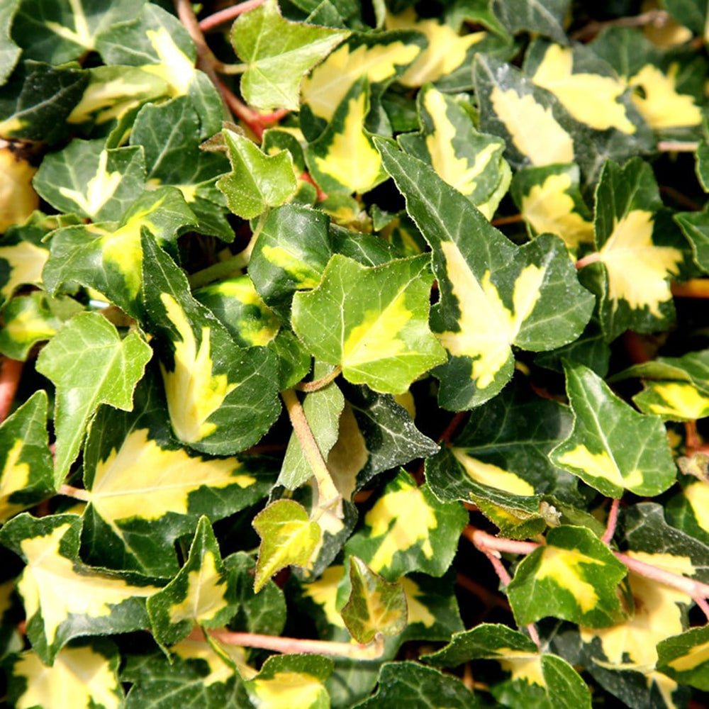 Iedera verde-auriu Goldheart, cataratoare si vesnic verde