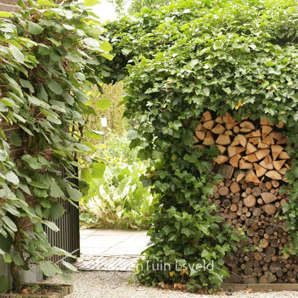 Бръшлян Hedera Hibernica, катерещ се, вечнозелен
