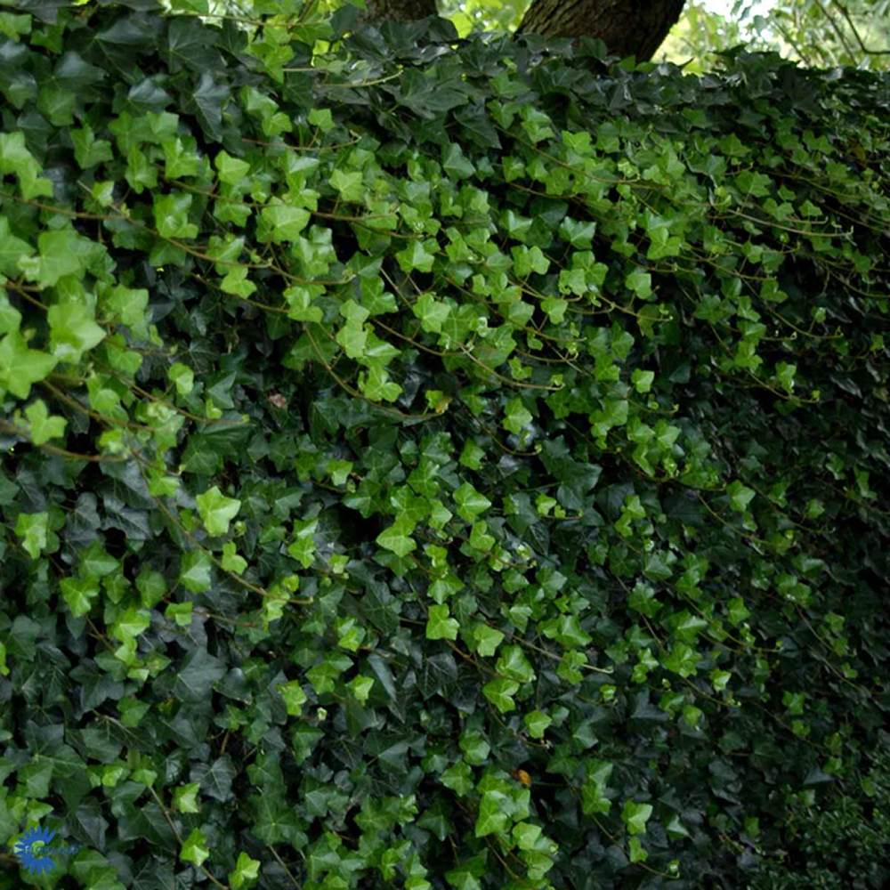 Бръшлян Hedera Hibernica, катерещ се, вечнозелен