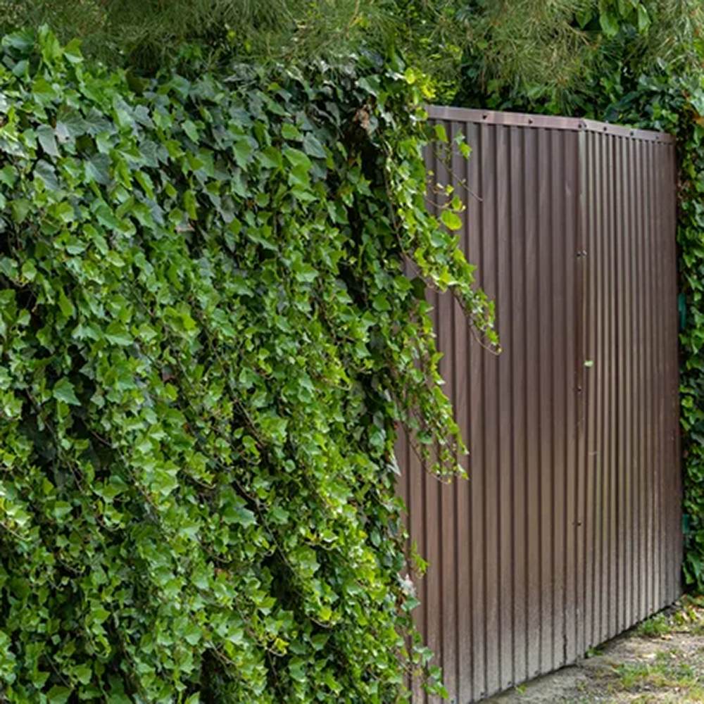 Iedera Hedera Hibernica, cataratoare, vesnic verde