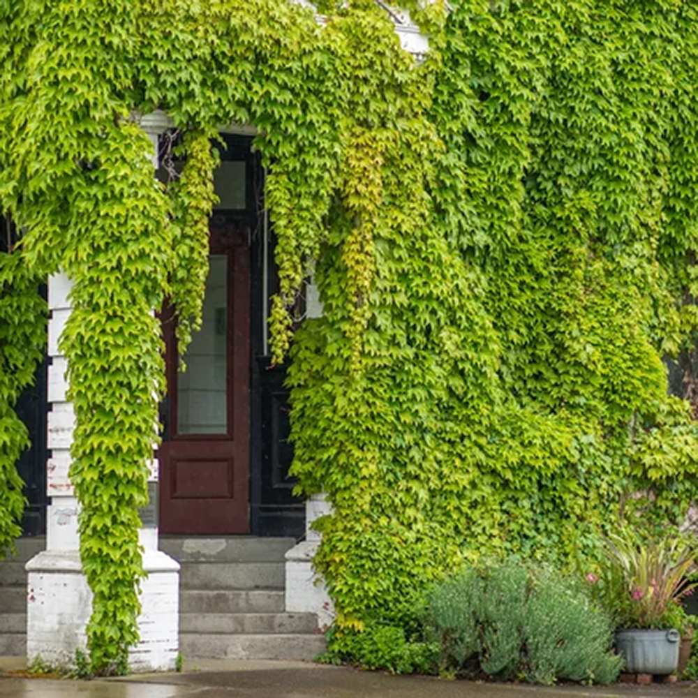 Бръшлян Hedera hibernica – вечнозелена катерлива лиана с бърз растеж