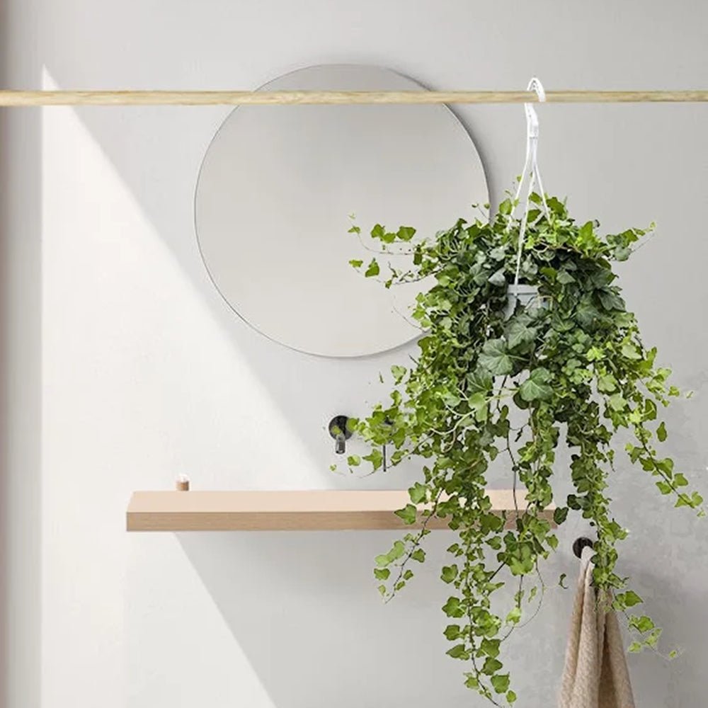 Iedera Helix Wonder (Hanger) - 50 cm