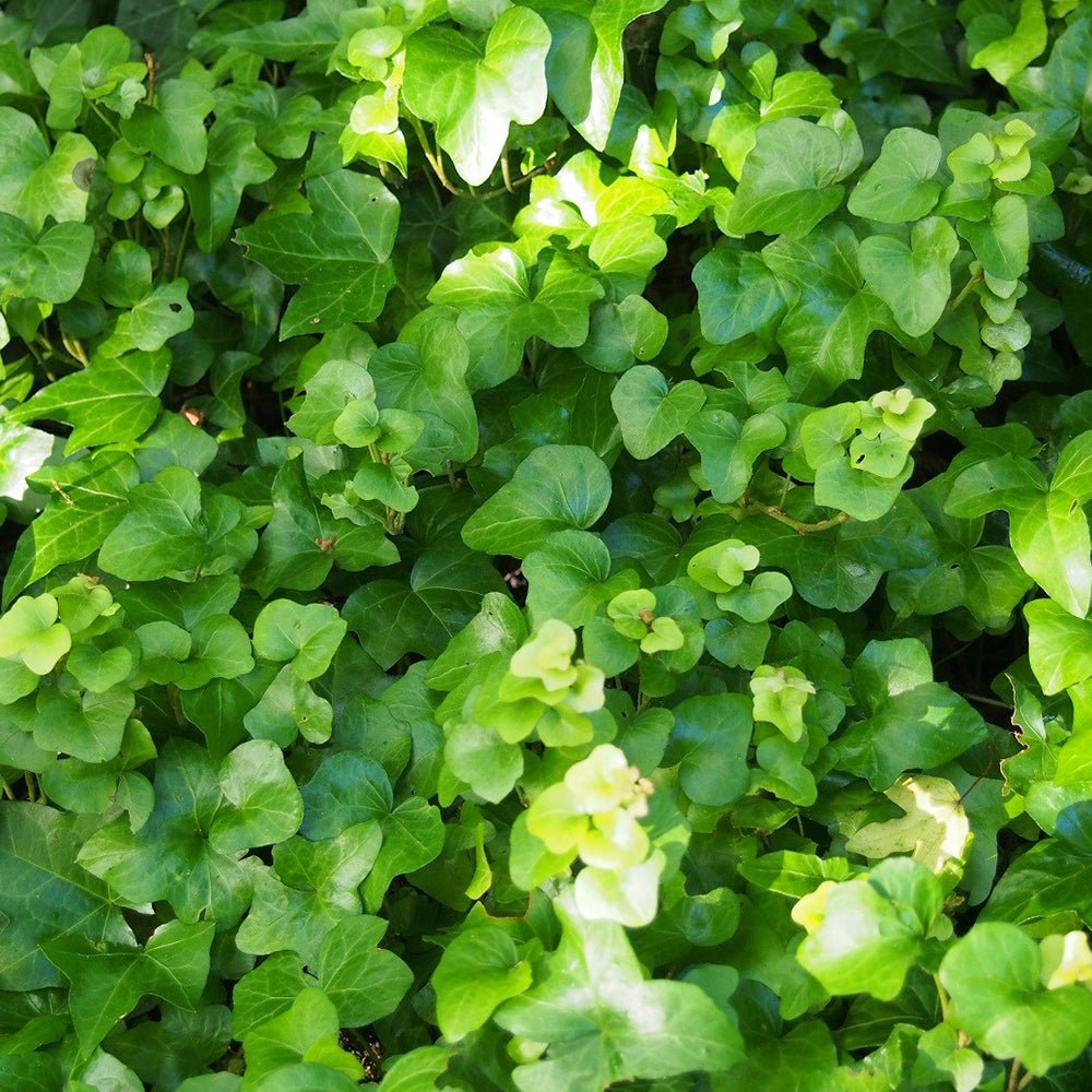 Бръшлян Hedera Helix Wonder – ефектно стайно растение, пречистващо въздуха