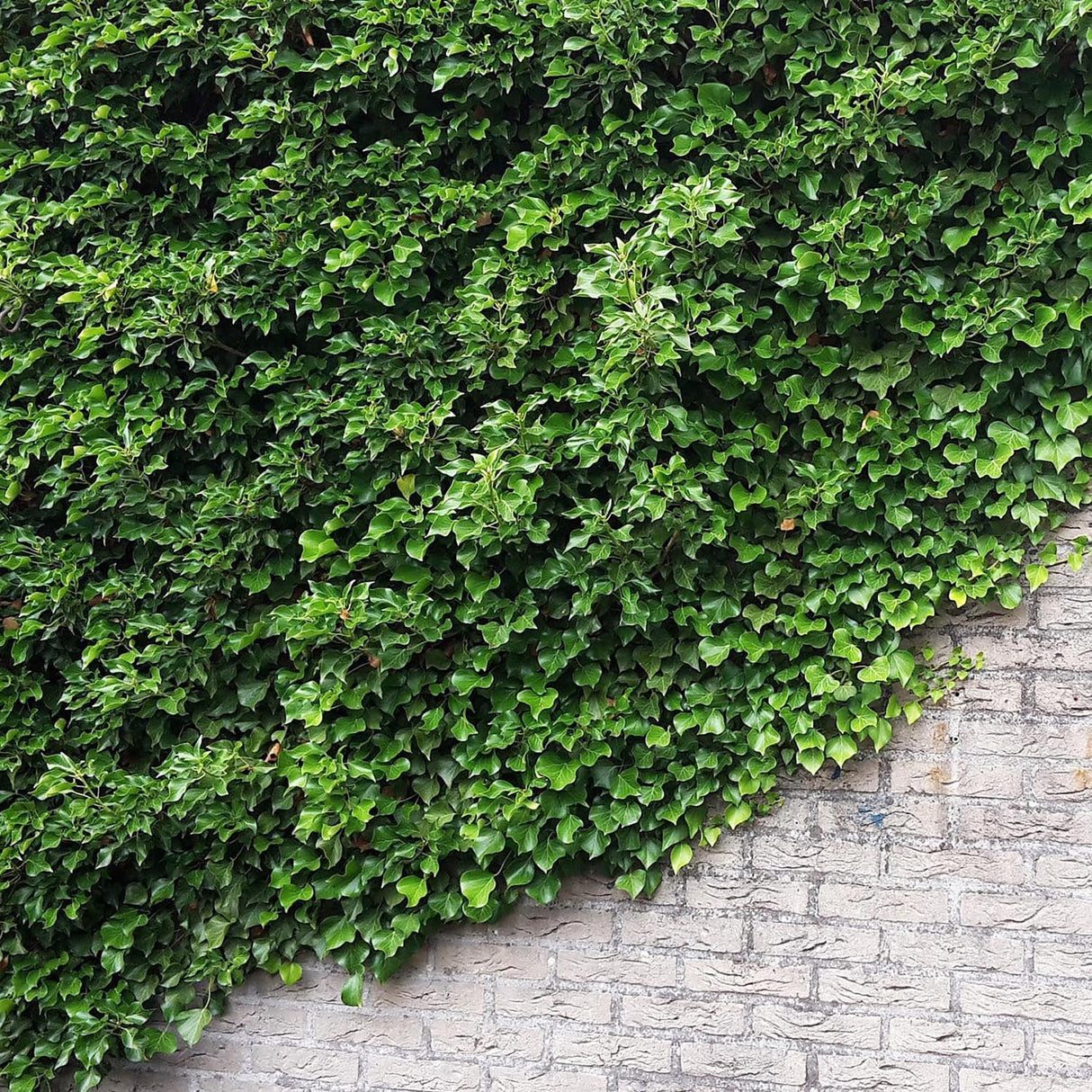 Бръшлян Hedera Hibernica, катерещ се, вечнозелен