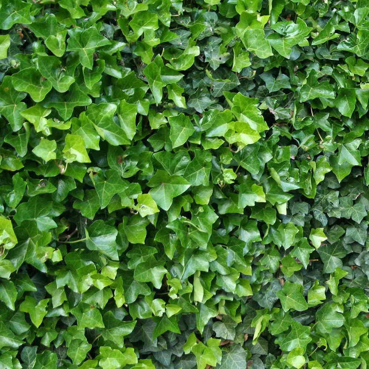 Бръшлян Hedera hibernica – вечнозелена катерлива лиана с бърз растеж