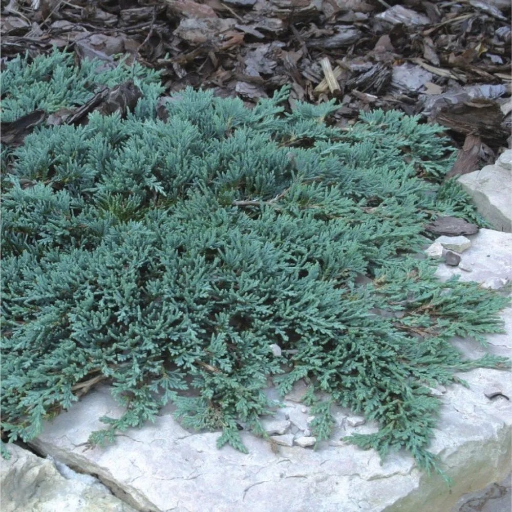 Ienupar tarator albastru-gheata Icee Blue